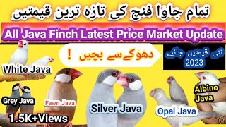 All Java Finch Price in Pakistan | Java Finch Price | Java Finch Price 2023 🐦🐦