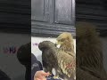 #humor #دويتو #ساخر #اكسبلور #كوميديات #duet #طيور #birds #automobile #owl