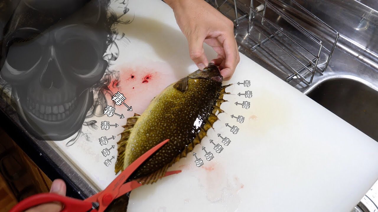 釣り人のみが味わえる 毒だらけの魚 アイゴ まずいまずいと言われますが僕はそうは思いませんよ おいしい食べ方あります Youtube