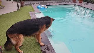 German Shepherd takes on The Pool Monster