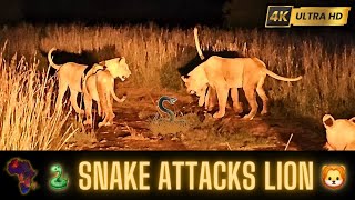 Black Mamba snake attacks Lion.