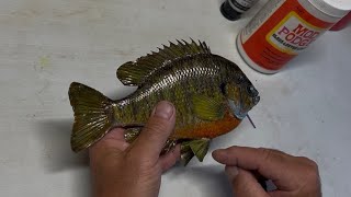 Taxidermy Fixing Broken Fins on a Bluegill Fish Part 2 Finished