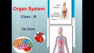 Organ Systems