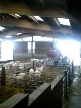 On s' ocopet des vaches