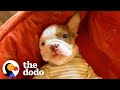 Two-Legged Abandoned Puppy Learns To Run And Screams With Excitement | The Dodo