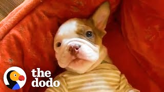 Two-Legged Abandoned Puppy Learns To Run And Screams With Excitement | The Dodo