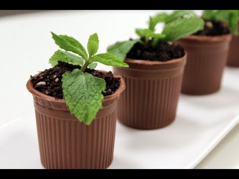 Chocolate Flower Pot | Sanjeev Kapoor Khazana