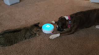 Bouncer the Boxer Dog and Chimay the Cat investigate new toy together screenshot 4