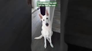 Puppy destroys expensive couch