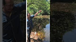 casting gabus liaran pakai joran ultralight Ryobi Tokumei 1-6lb. #fishing #mancing #ryobi
