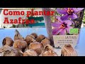 Como plantar Azafrán en maceta