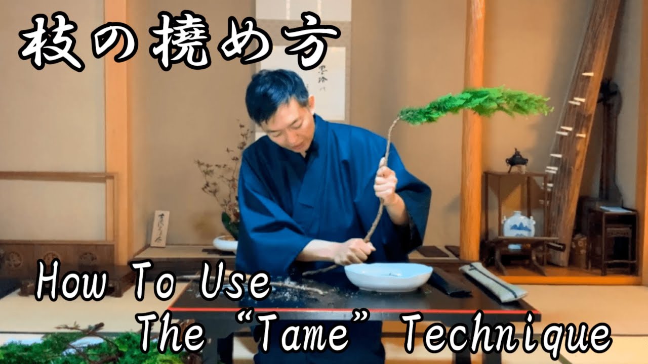 【生け花技術】枝の撓め方－How To Use  The “Tame” Technique【宮本理城】RijoMiyamoto(Ikebana Artist)