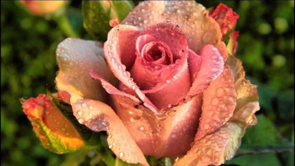 Richard Clayderman ♫ ♫ ♫ ALINE ♫ ♫ ♫ YouTube