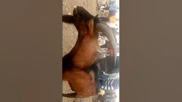 سلالت المعز الفرنسي المستورد 