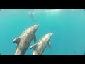 Dolphins 3D - Trailer