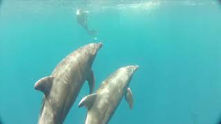 Dolphins 3D - Trailer