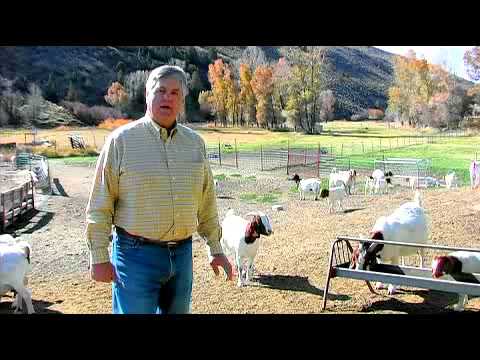 How to Tell if a Goat Is Pregnant - YouTube