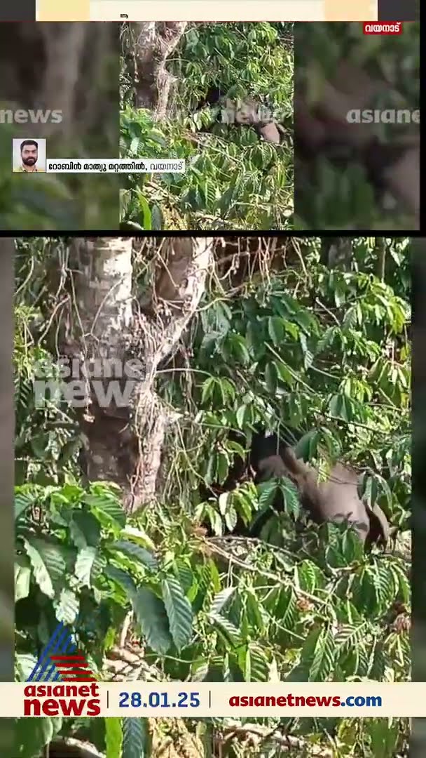 കടുവയ്ക്ക് പിന്നാലെ കാട്ടുപോത്തും; വയനാട്ടിൽ ജനവാസ മേഖലയിൽ കാട്ടുപോത്ത് ഇറങ്ങി