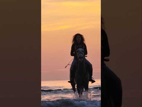 فرس خيل حصان خيل عربيه اصيله حصان عربي اصيل خيالة فرسان