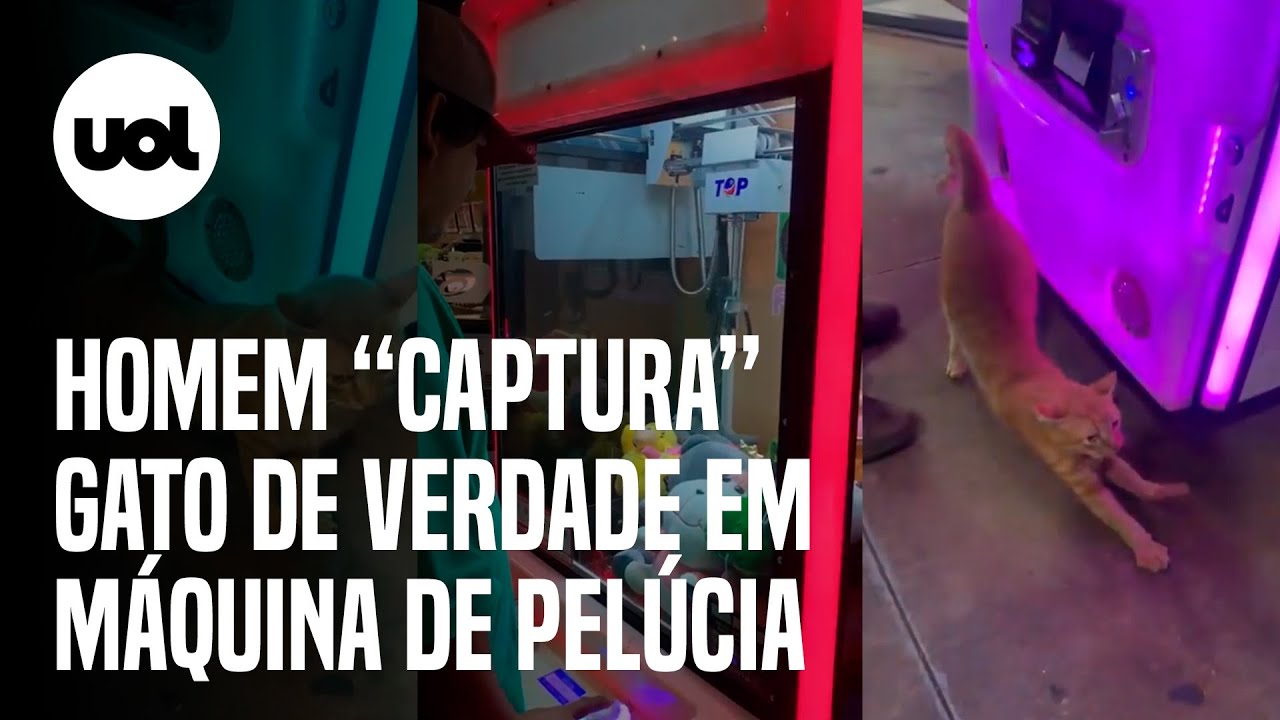 Homem “fisga” gato de verdade em máquina de pegar pelúcia no Mato Grosso do  Sul