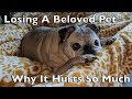 Why Is Losing A Pet So Painful