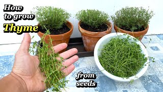 Growing Thyme from Seed to Harvest  Step by Step