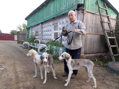 Бейне: Аралас немесе асыл тұқымды күшік: қайсысы жақсы?