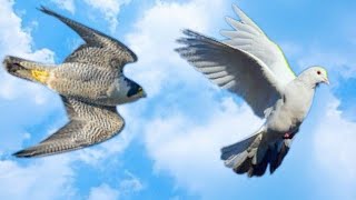 Сокол Сапсан нападает на голубей. Falcon Peregrine attacks pigeons
