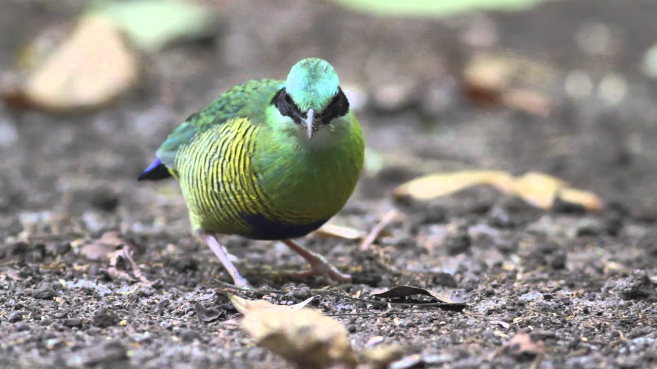 Bar-bellied Pitta male, Cattien National Park, Vietnam. 