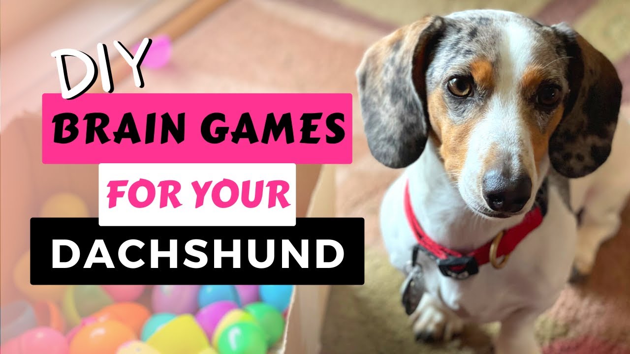 DIY Brain Training Game For Dogs - Pawsitive Thinking
