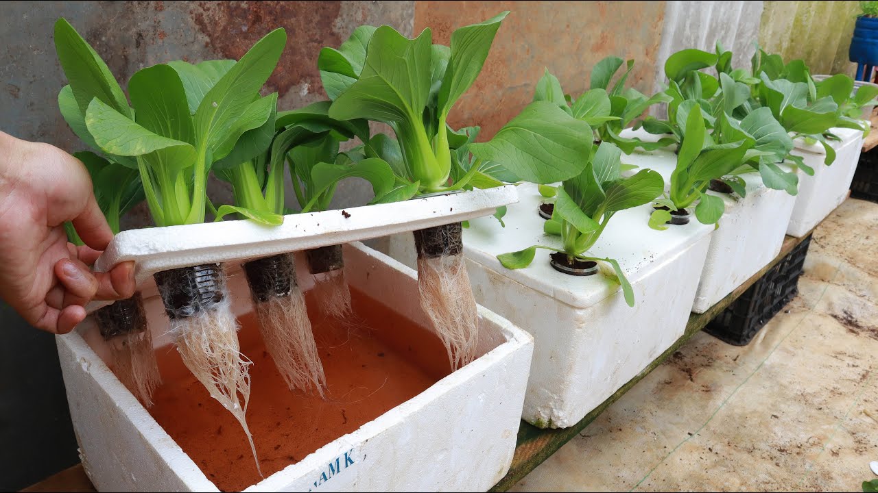 Growing Hydroponic Vegetable Garden at Home   Easy for Beginners