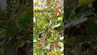 like subscribe ? bonsai treding vius viral farm ytshorts