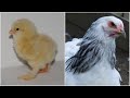 From brahma chick to adult hen  timelapse chicken transformation