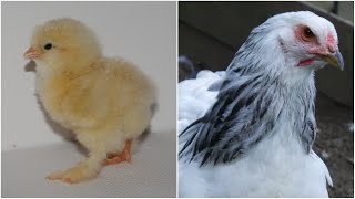 From Brahma Chick to Adult Hen | Timelapse Chicken Transformation