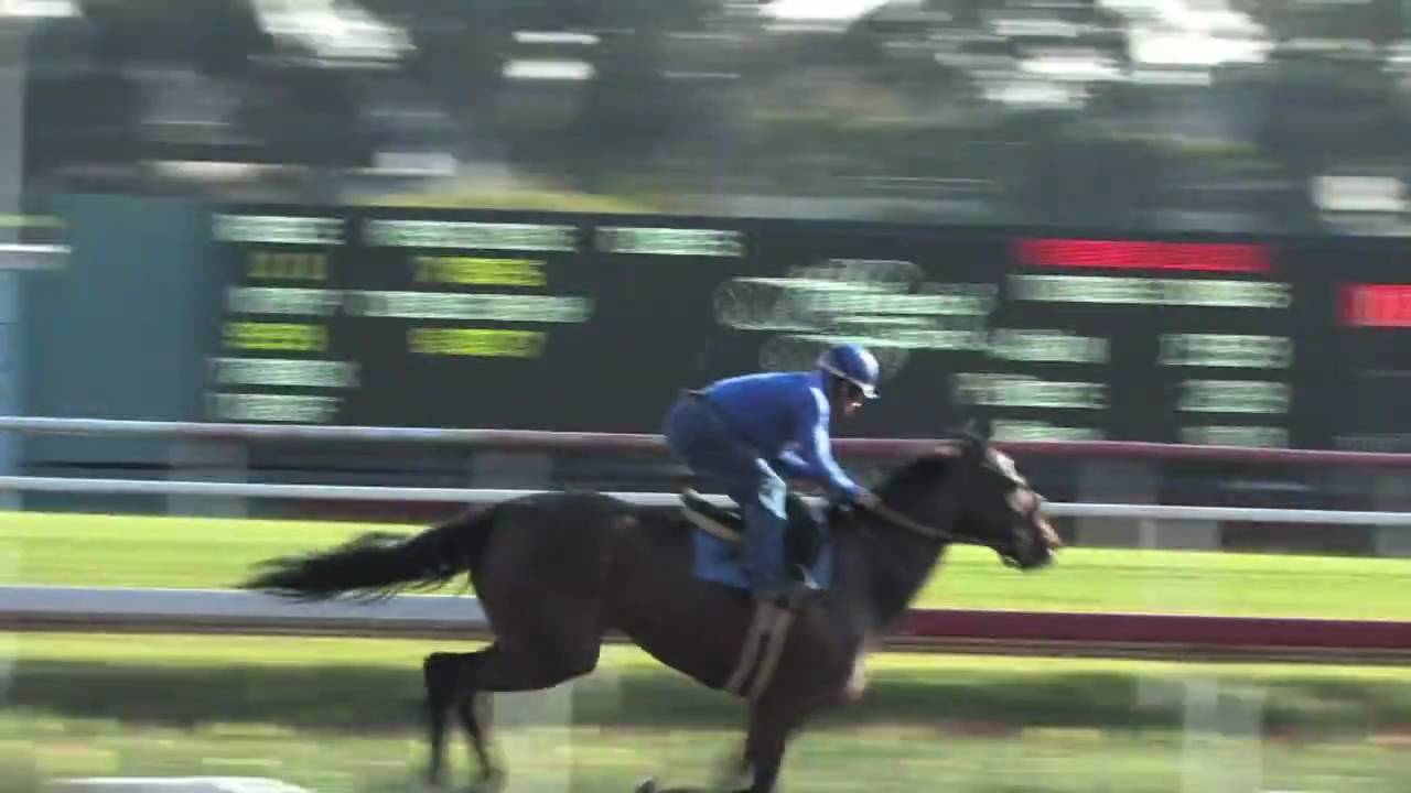 Aprisa Luna, filly by Malibu Moon, working for trainer Ron Ellis YouTube