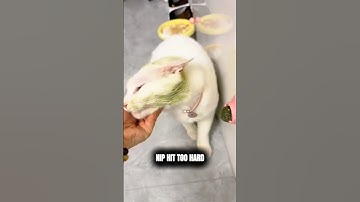 KATTEN VS KATTENKRUID 🐈🌿