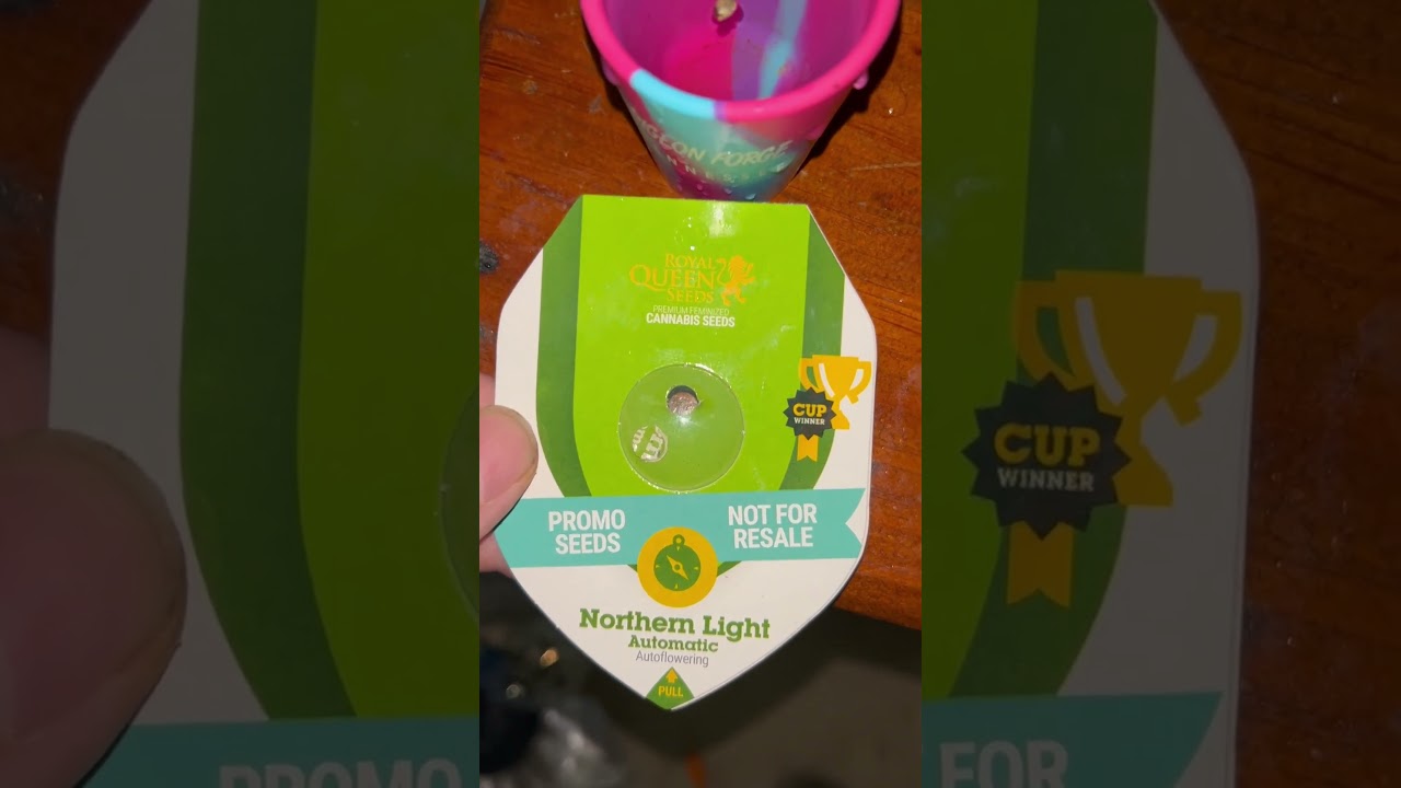 Day 1 germination (Northern Lights Autoflower RQS)