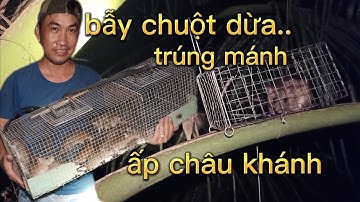 Bẫy chuột dừa độc lạ . Trúng đậm một bầy chuột . Unique coconut mouse trap. Hit a bunch of mice.