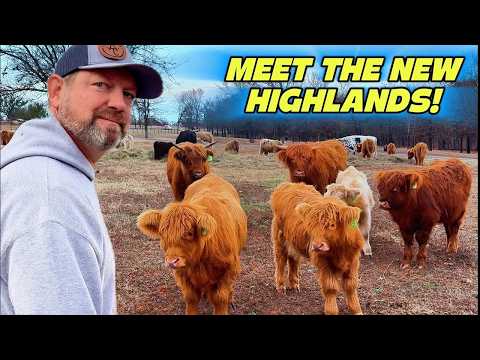 Finally Back on Track: Welcoming New Farm Animals