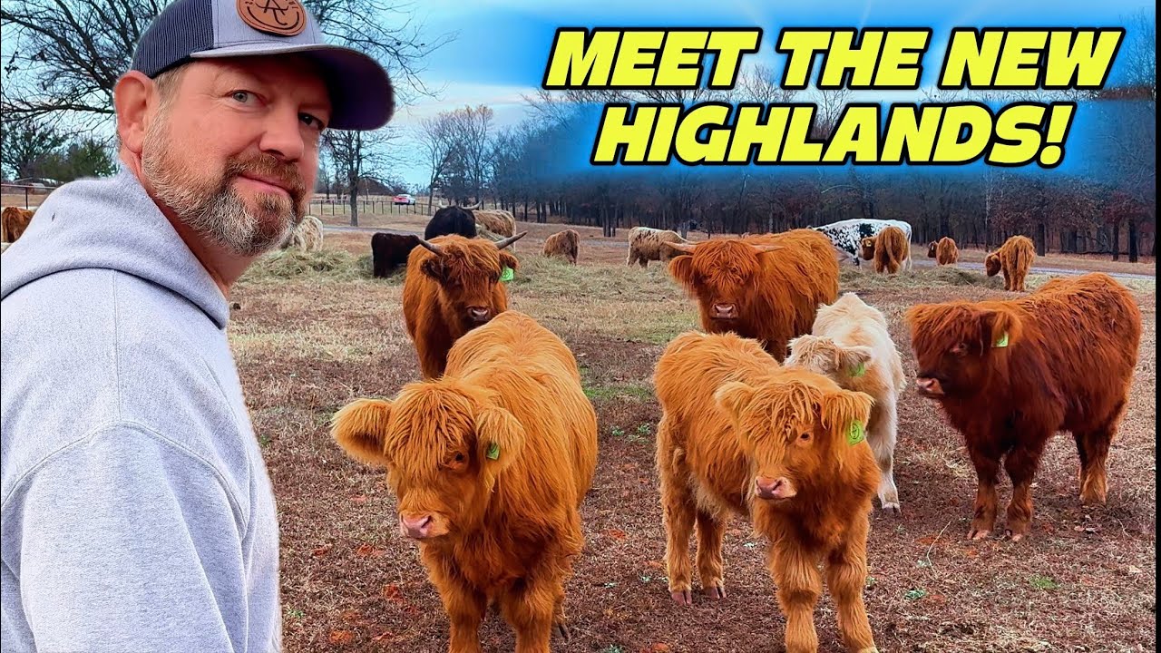 Вы не поверите, эти пушистые коровы!