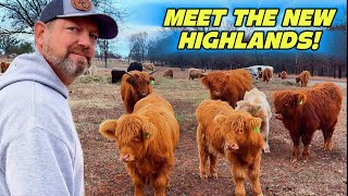 You Won't Believe These Fluffy Cows!