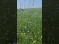 прекрасный июнь 2025 предгорье Краснодарский край
