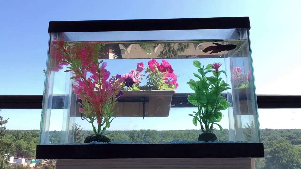 Betta fish swimming under the sunlight (time lapsed) YouTube