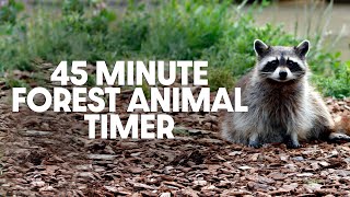 Celebrity 45 Minute Timer - Forty-Five Minute Forest Animal Timer - Peaceful Bird Alarm Sound Net Worth