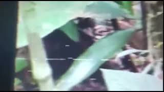 Footage of Alien from the Varginha crash. Happened in 1996.