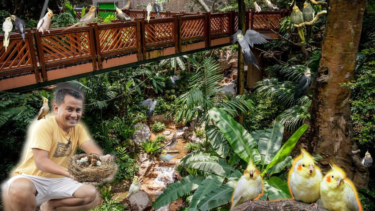 The Ultimate Guide to Hand Feeding Baby Cockatiels at Home