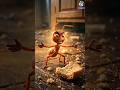 Insects That Clean Your House And Pollinate #cleaning #pollinate #antizoo #beef #shorts