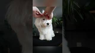 Sådan sætter du en spænde i hårtoppen på din hund
