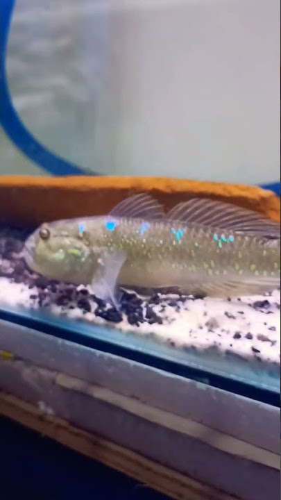 GOBY FISH #iyanjayaaquatic #shorts #goby #gobies #gobygish #fish #fishing #gobiefish #ikangoby