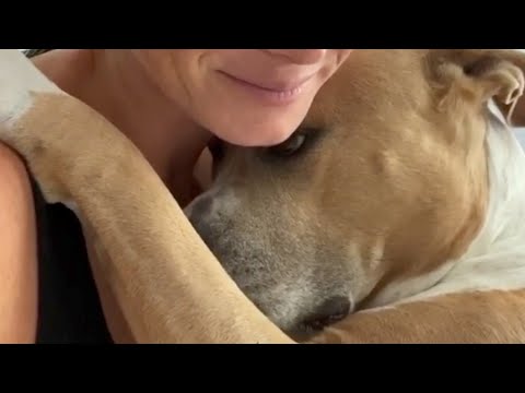 Videó: Dog Escapes Yard, egyenesen a legjobb barátjához, egy öleléshez